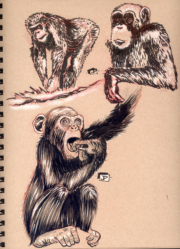Sketching Chimpanzees - by Joseph Pedroza | JosephPedroza.Com
