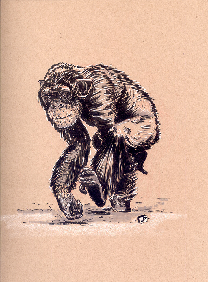 Sketching Chimpanzees - by Joseph Pedroza | JosephPedroza.Com